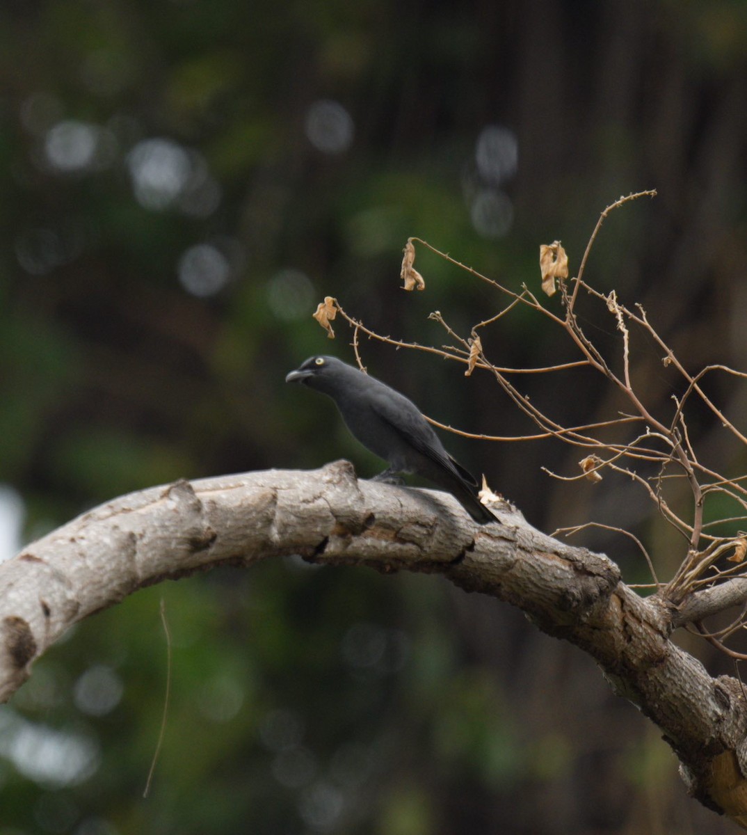 フィリピンオオサンショウクイ - ML640553424