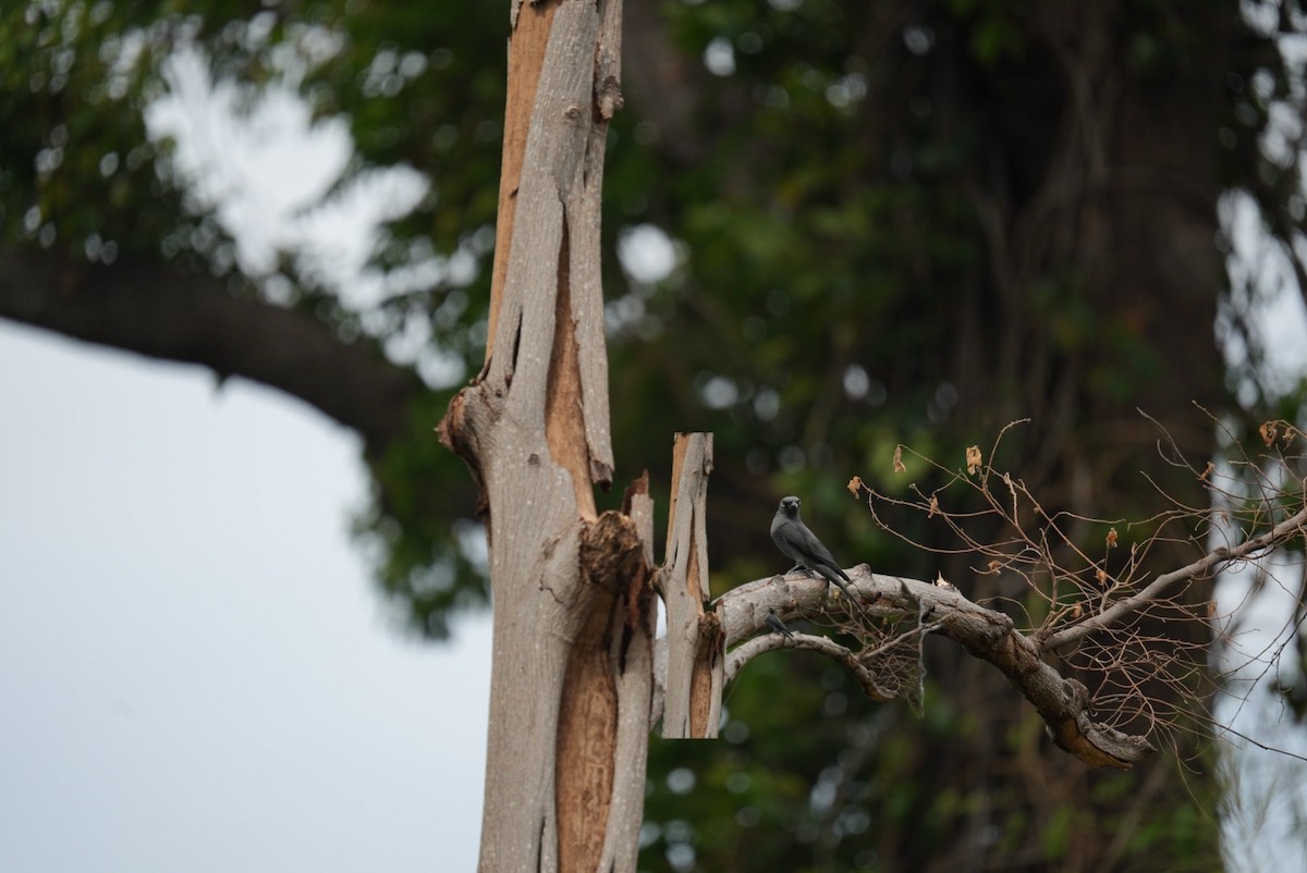 フィリピンオオサンショウクイ - ML640553425