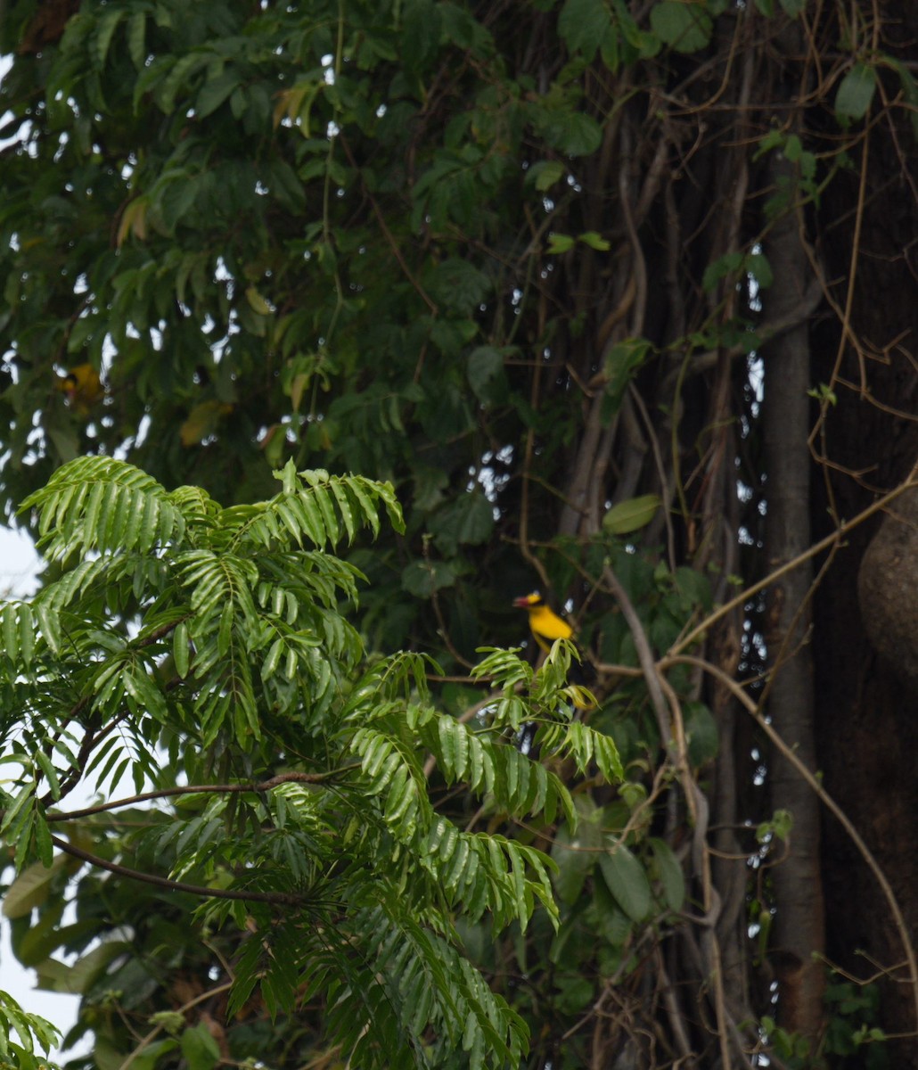 Black-naped Oriole - ML640553440