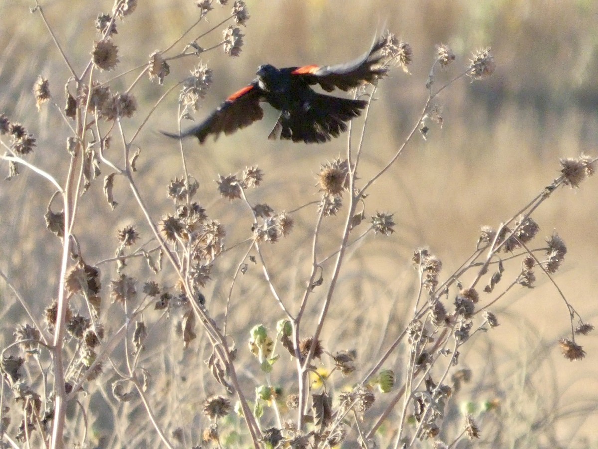 Tricolored Blackbird - ML640553468