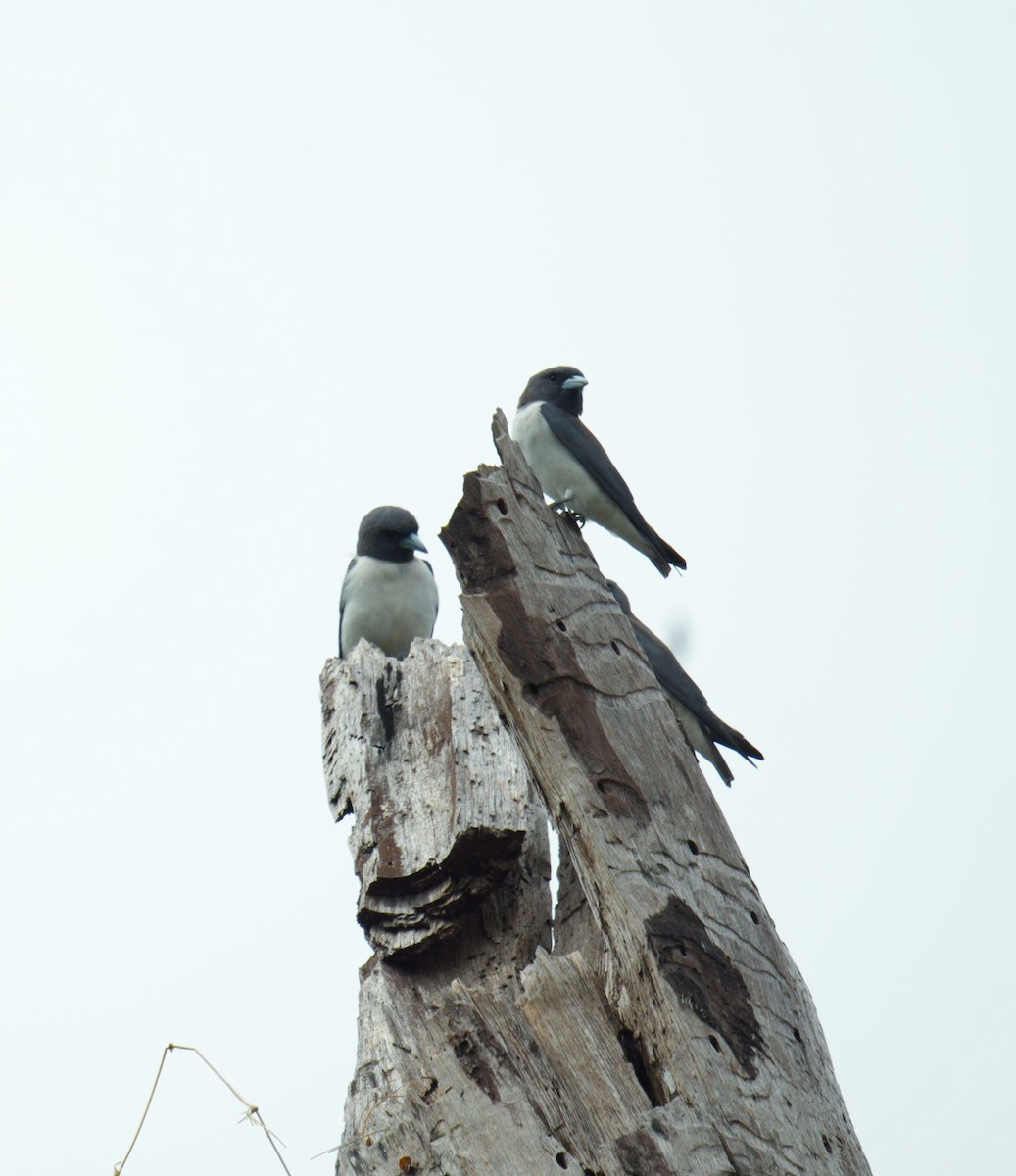 モリツバメ - ML640553471