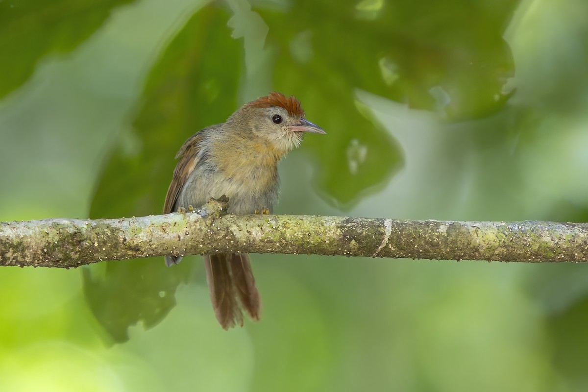 Rufous-fronted Babbler (Rufous-fronted) - ML640553572