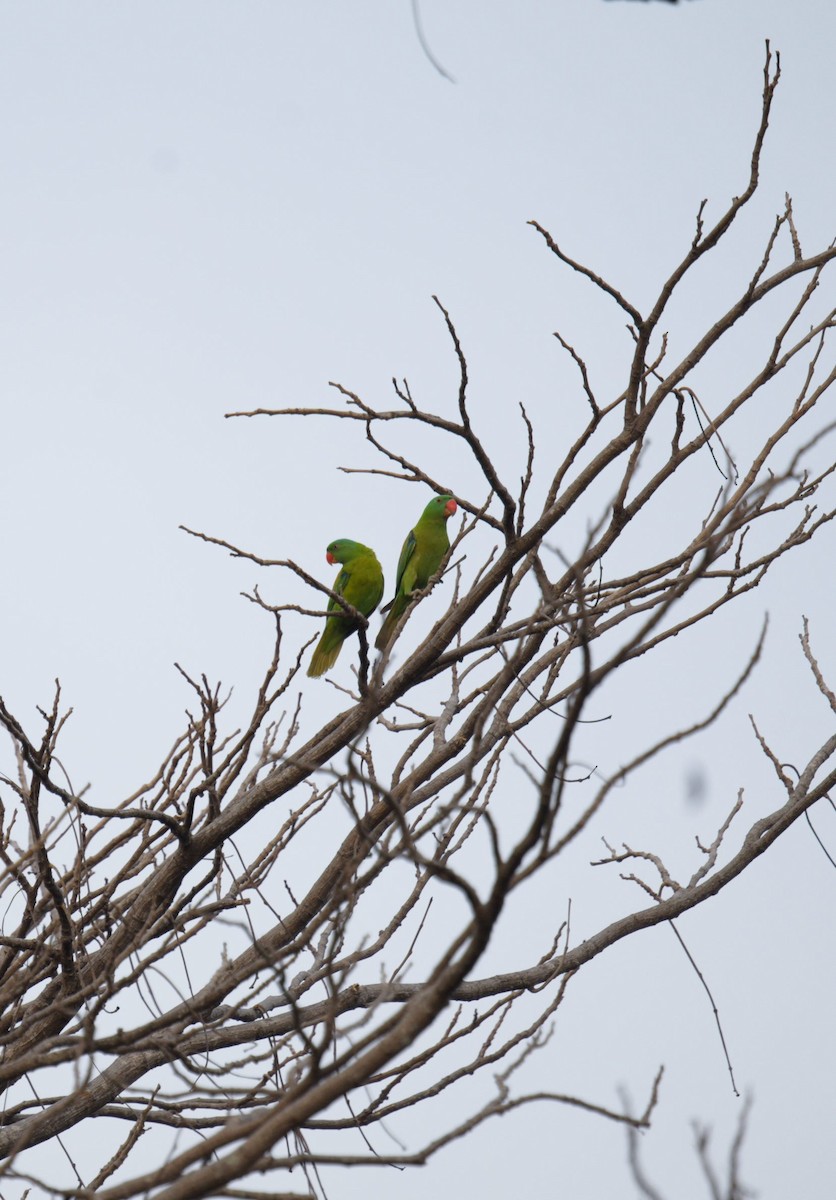 コオオハナインコモドキ - ML640553592