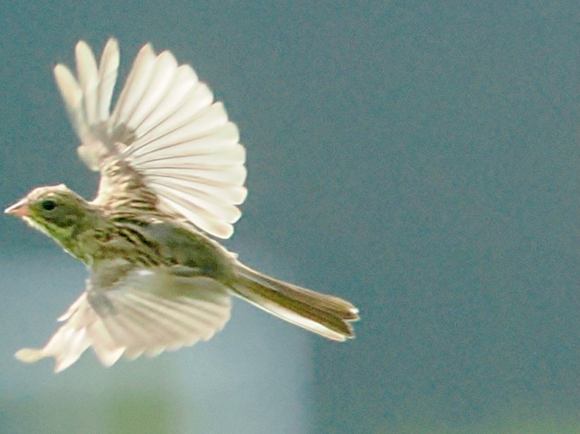 Masked Bunting - ML640553604