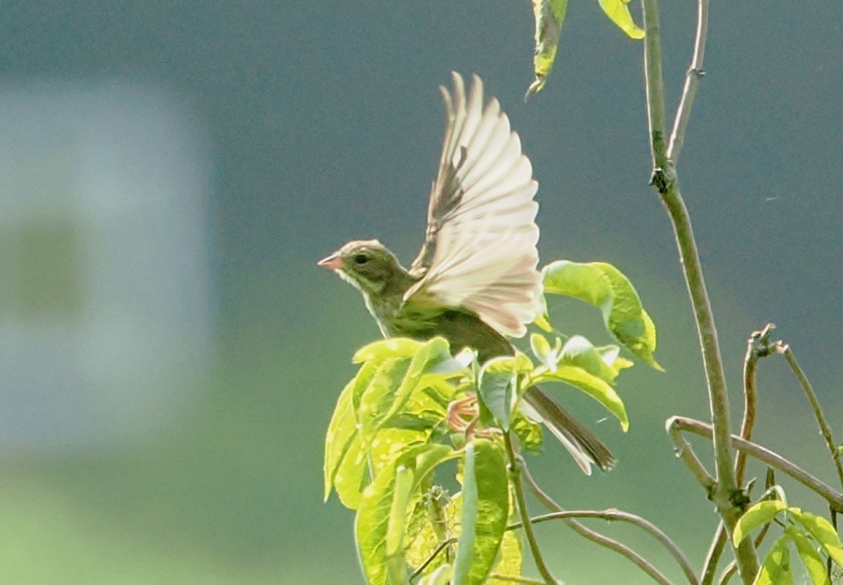 Masked Bunting - ML640553605