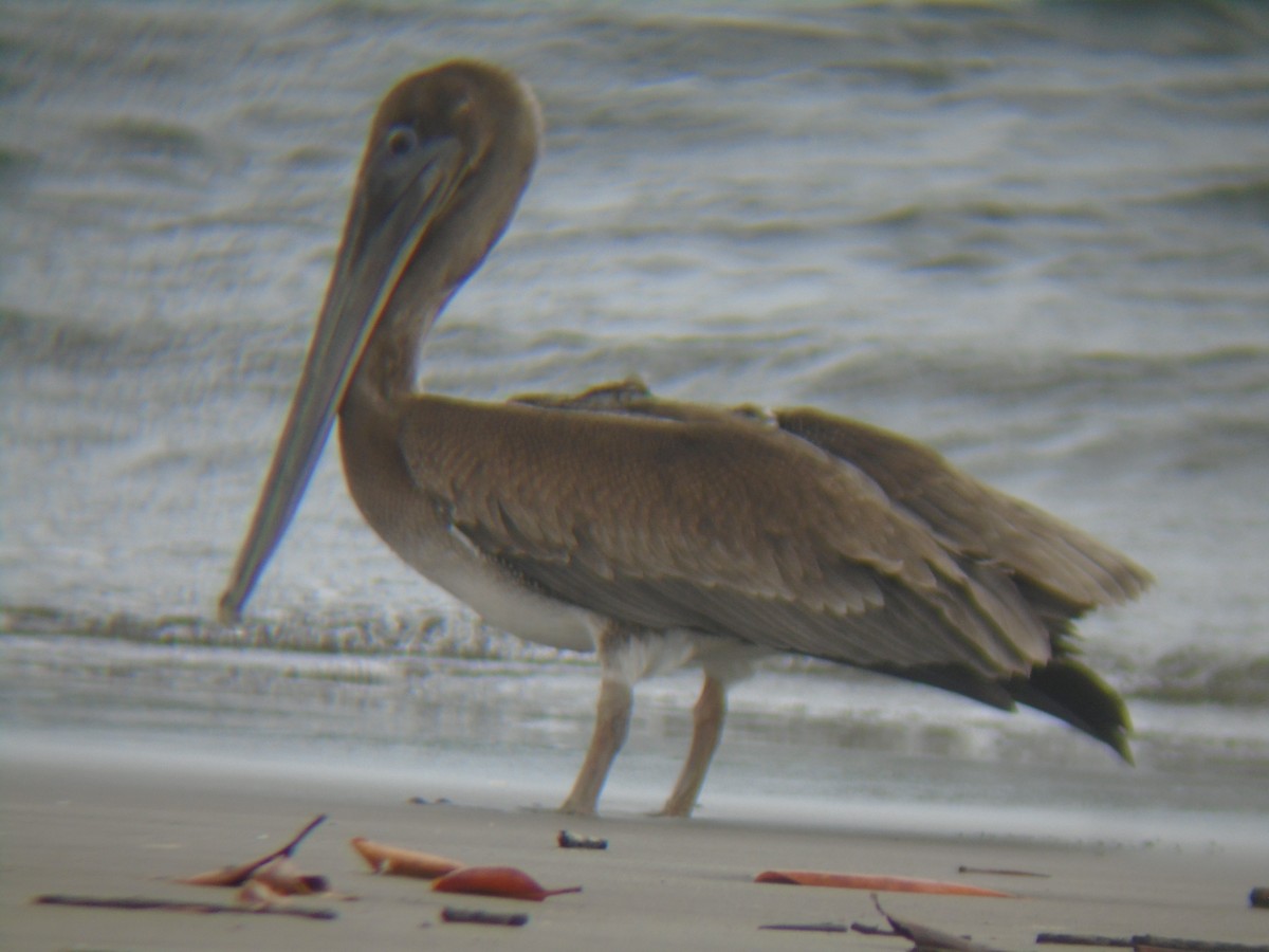 Brown Pelican - ML64055361