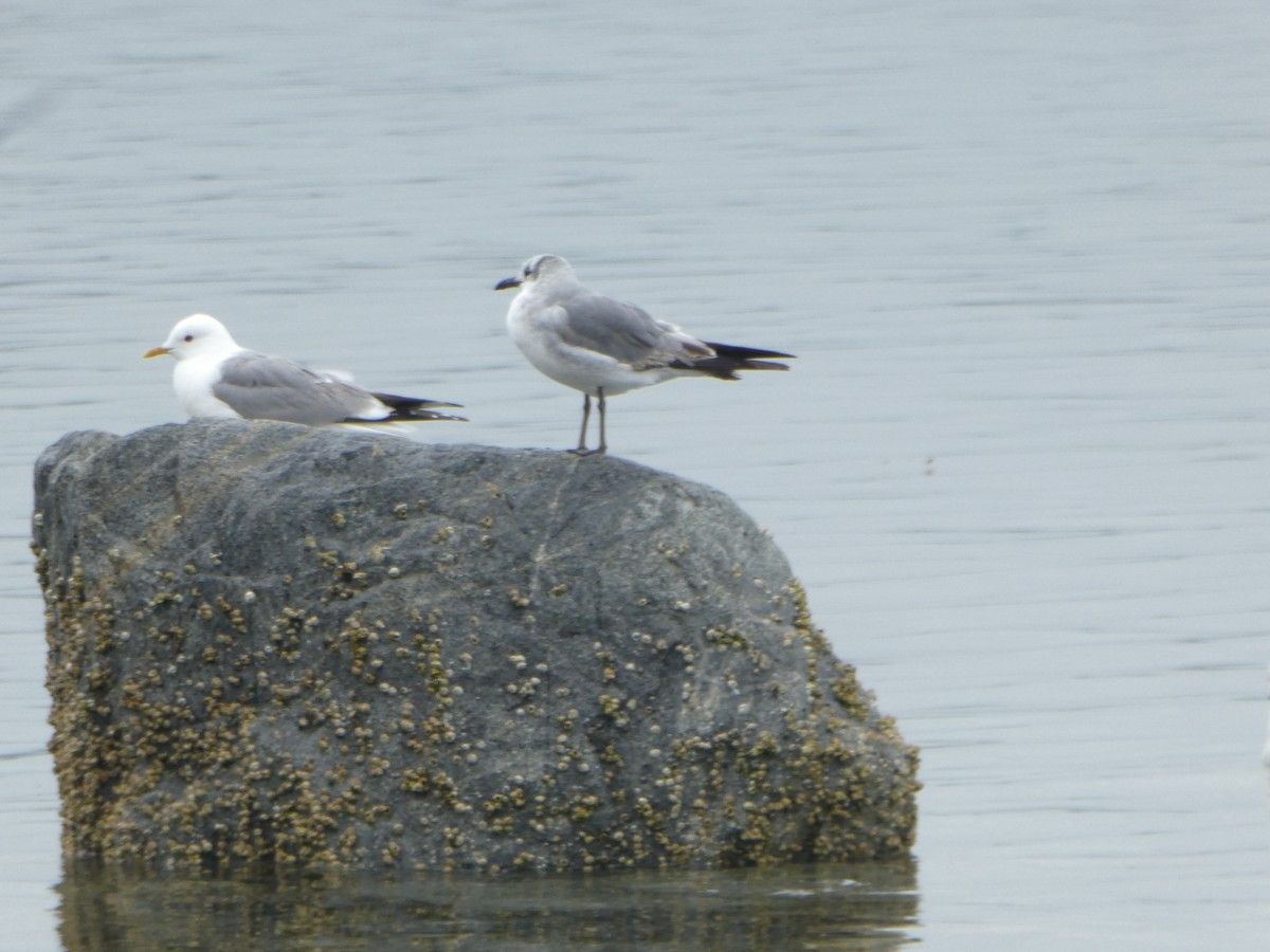 racek karibský - ML640553619