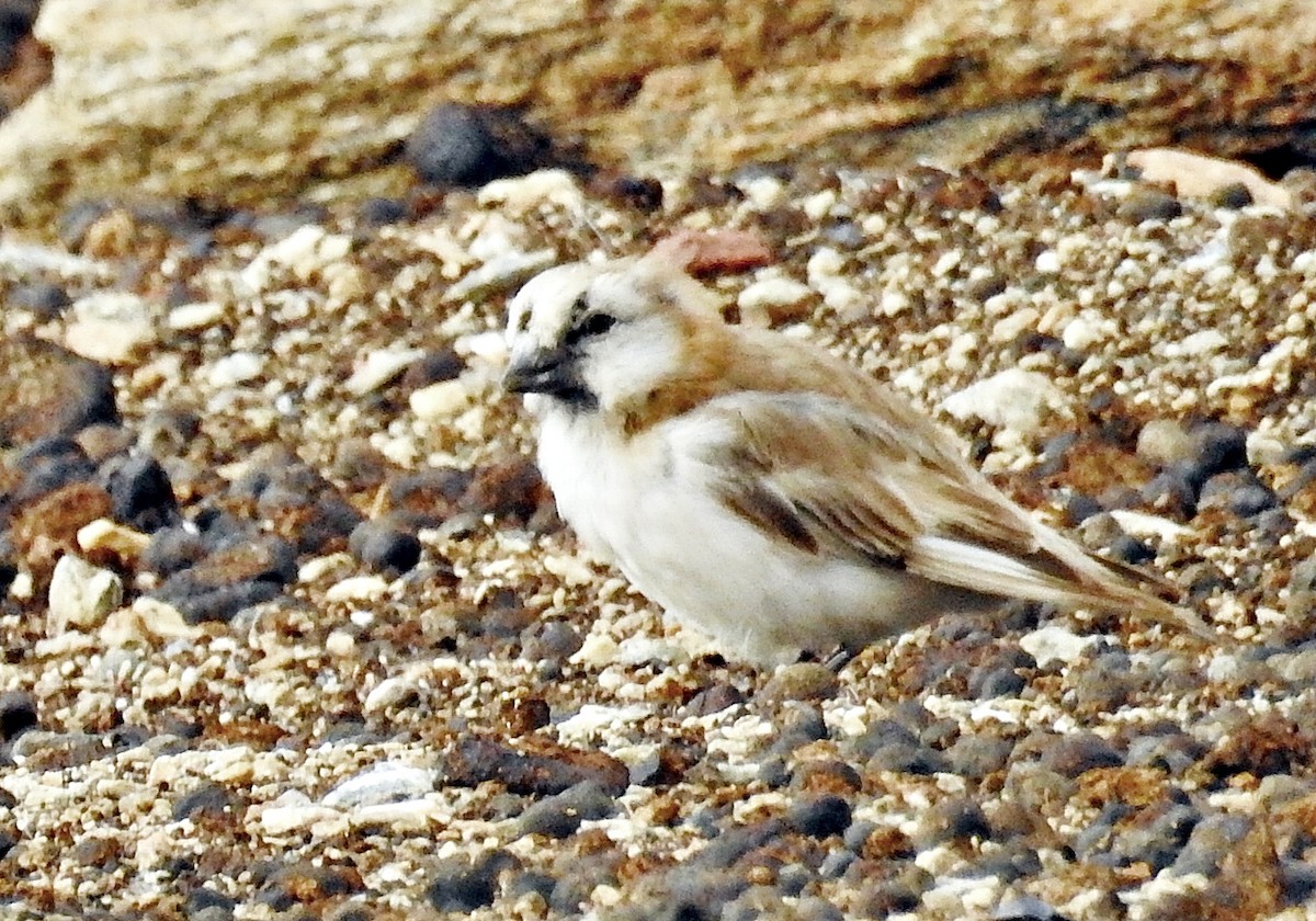 Blanford's Snowfinch - ML640553679