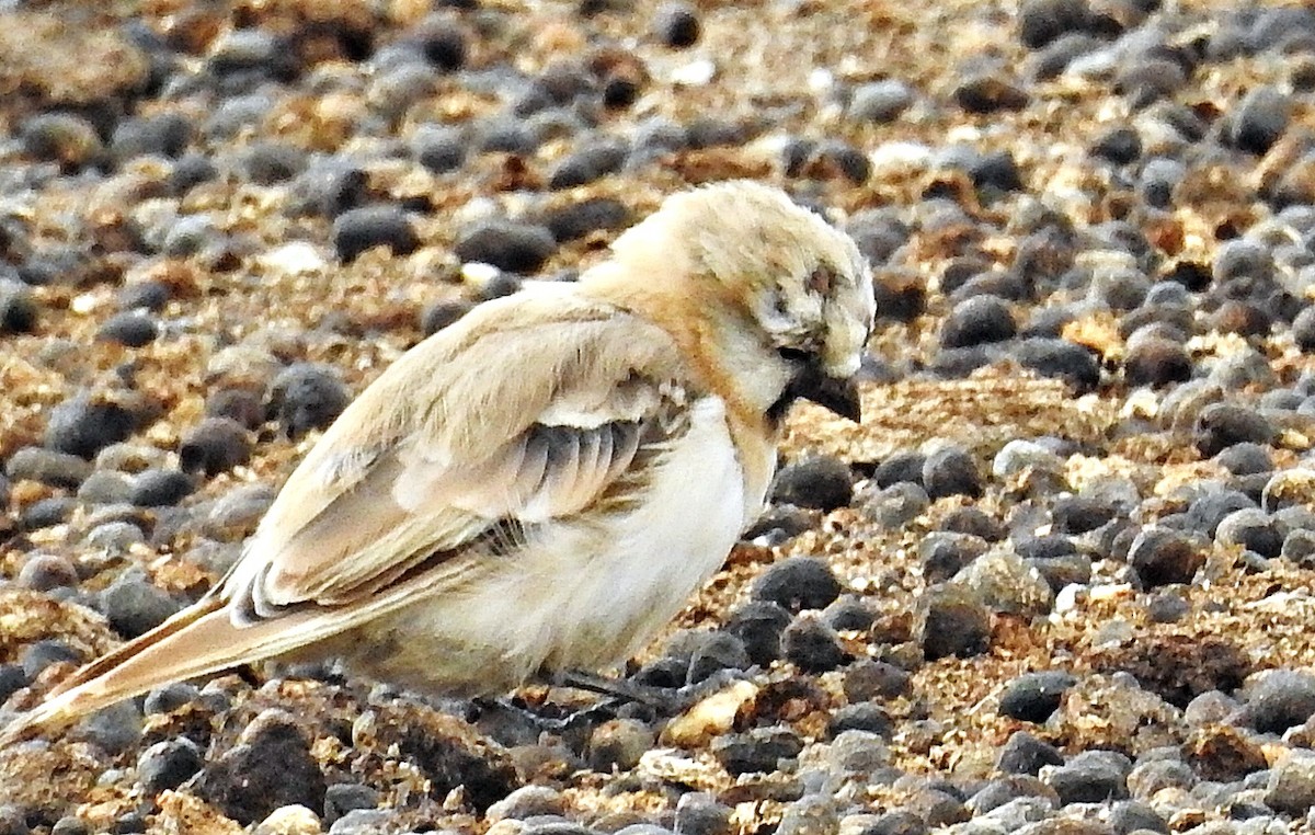 Blanford's Snowfinch - ML640553680