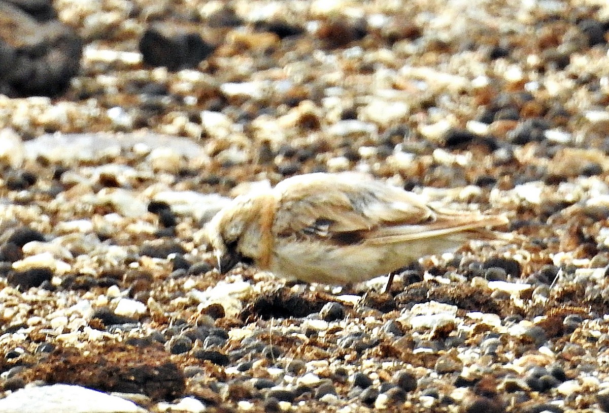 Blanford's Snowfinch - ML640553681