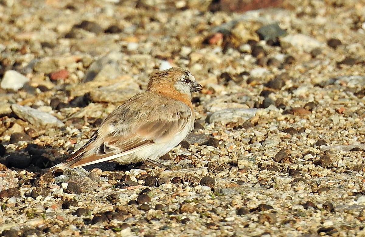 Blanford's Snowfinch - ML640553682