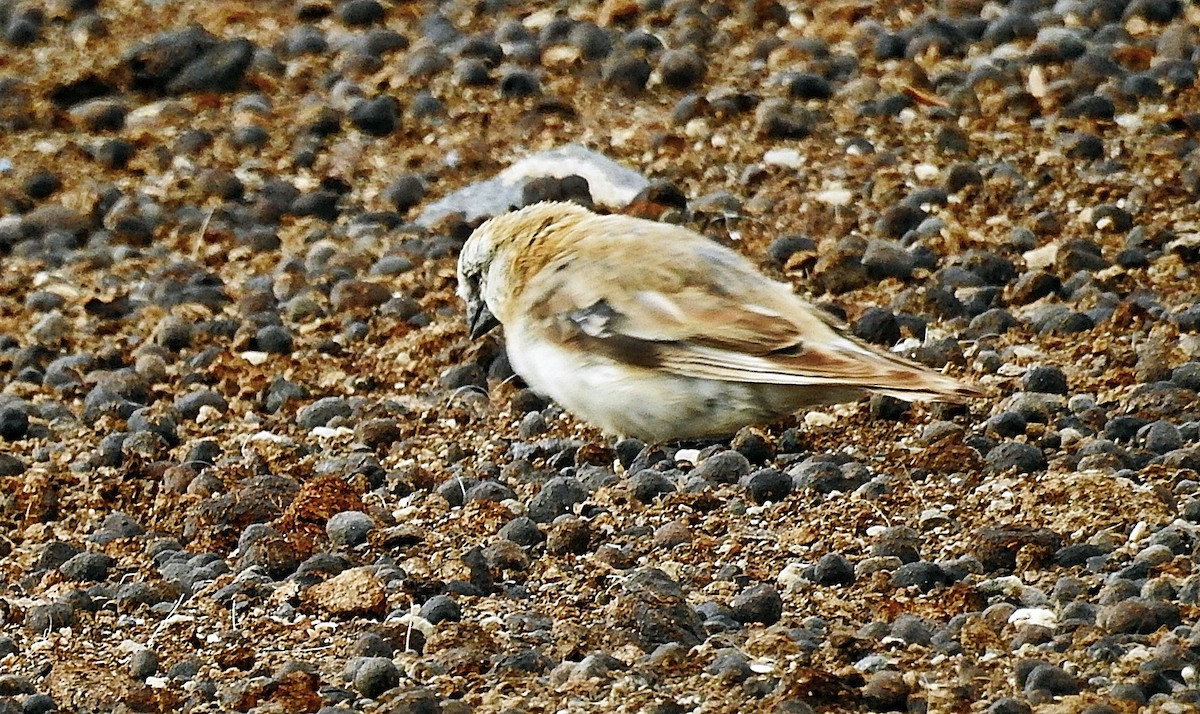 Blanford's Snowfinch - ML640553683