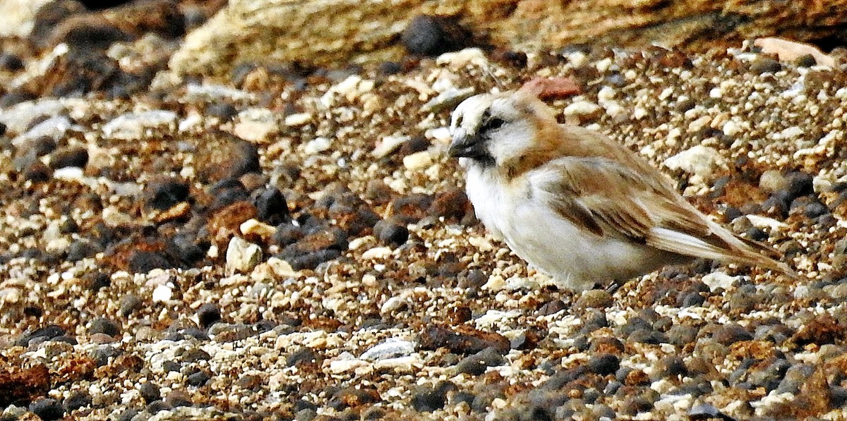 Blanford's Snowfinch - ML640553684