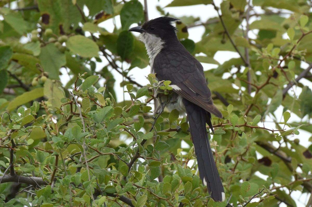 Pied Cuckoo - ML640553735