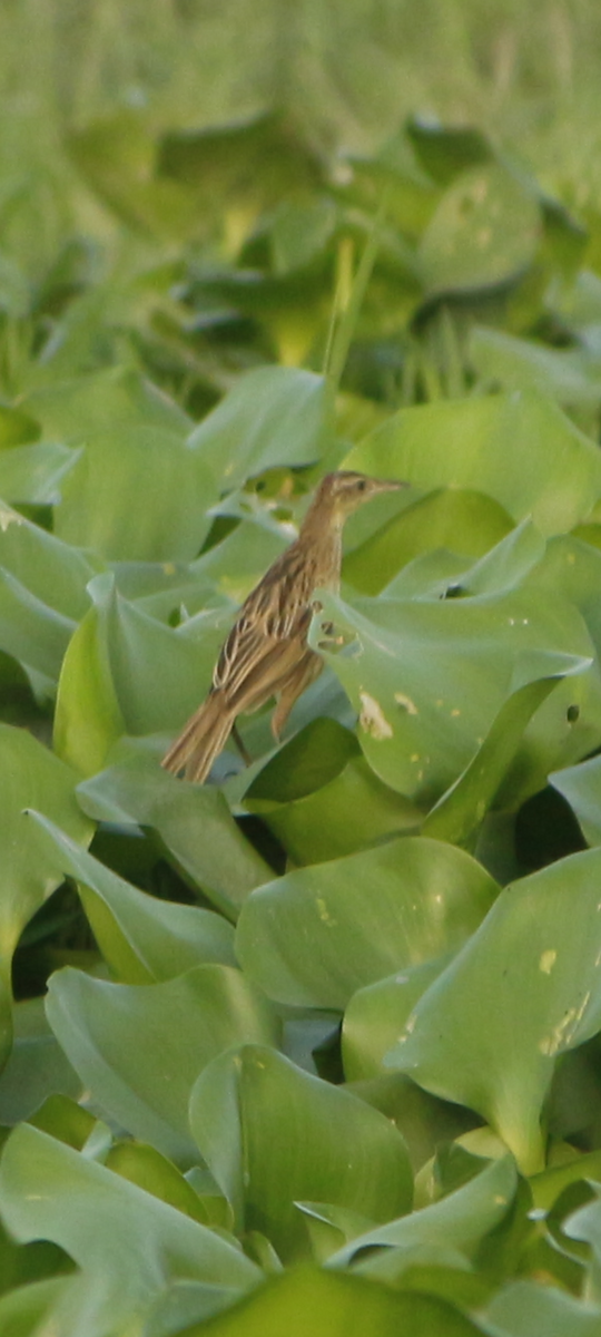 Striated Grassbird - ML640553764