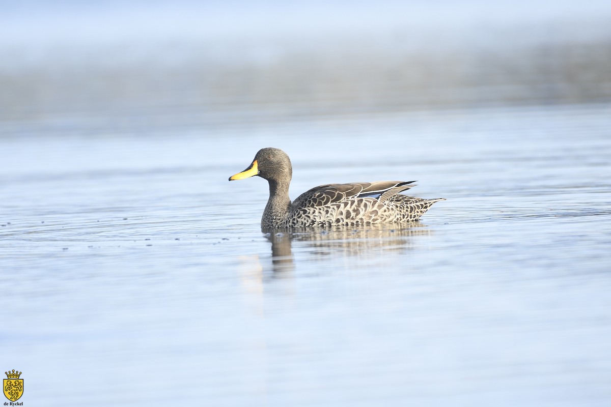 Sarı Gagalı Ördek - ML640553767