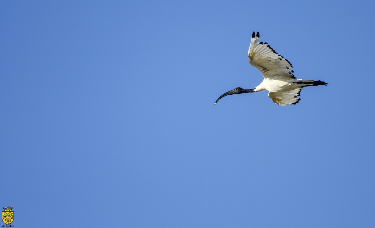 Kutsal Aynak - ML640553783