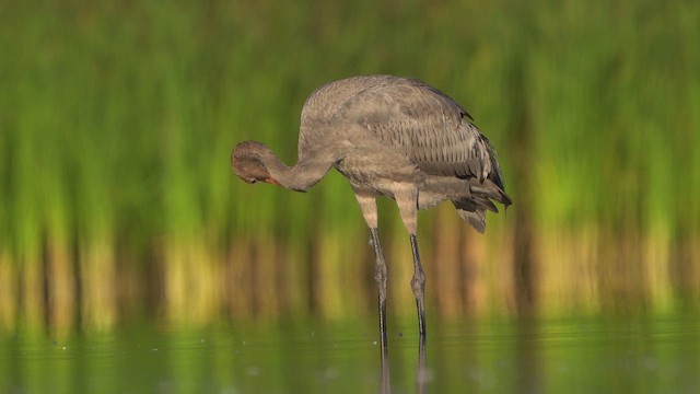 Common Crane - ML640553790