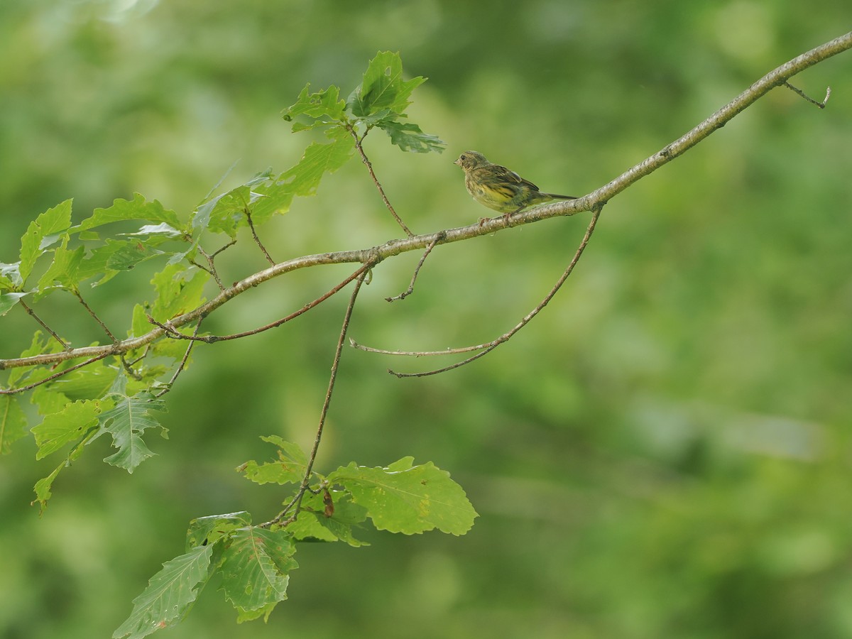 Masked Bunting - ML640553797