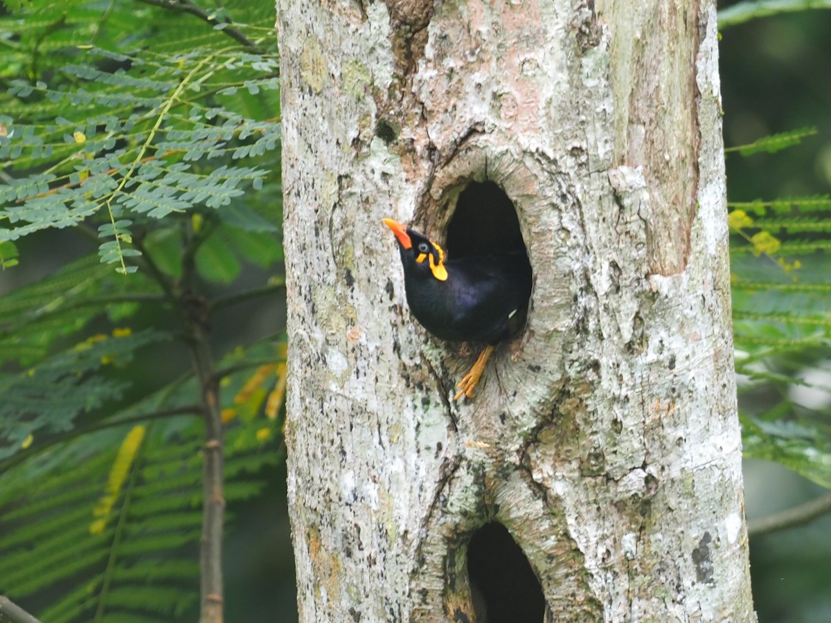 Southern Hill Myna - ML640553833