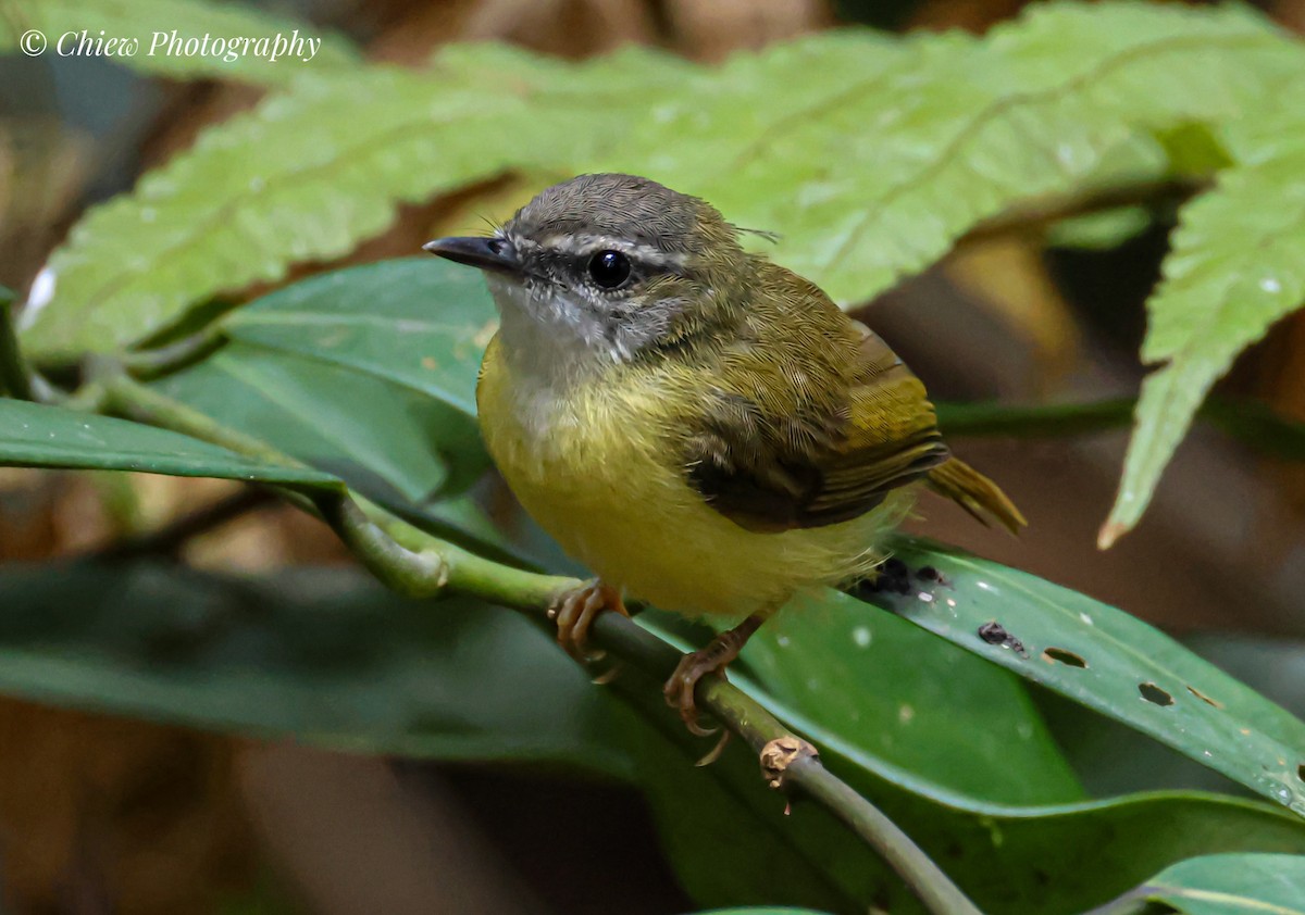 Yellow-bellied Warbler - ML640553863