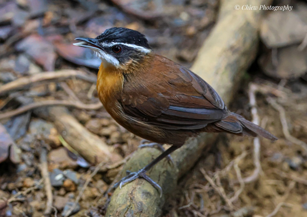 Borneo Ardıçesmeri - ML640553866