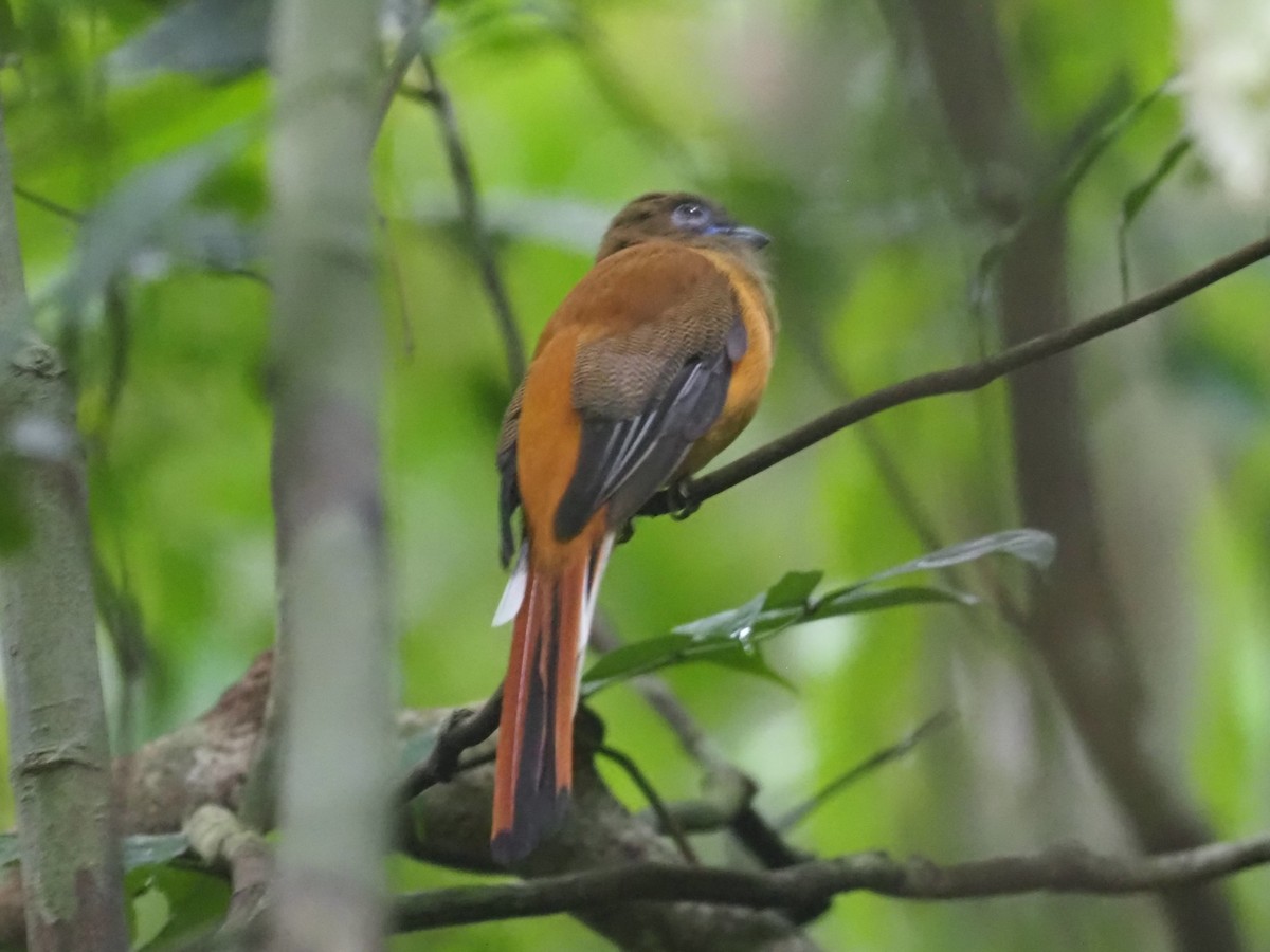 Trogon de Malabar - ML640553966