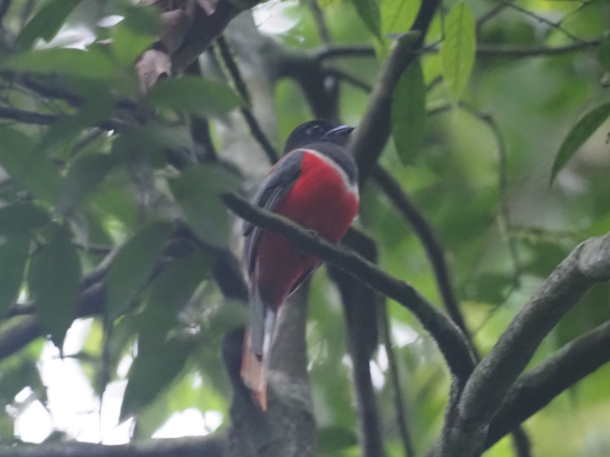 Trogon de Malabar - ML640553967