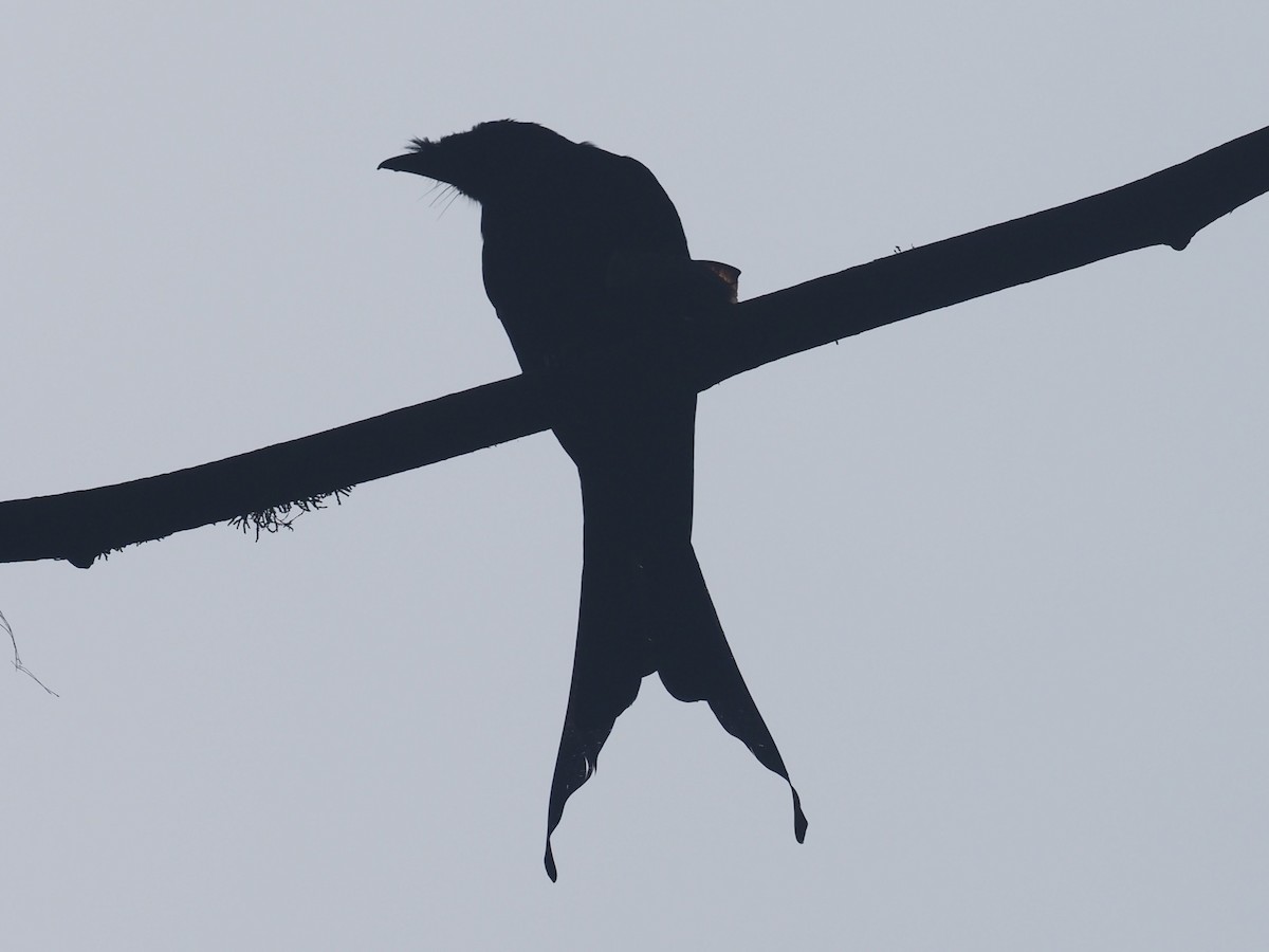 Sri Lanka Drongo - ML640553970