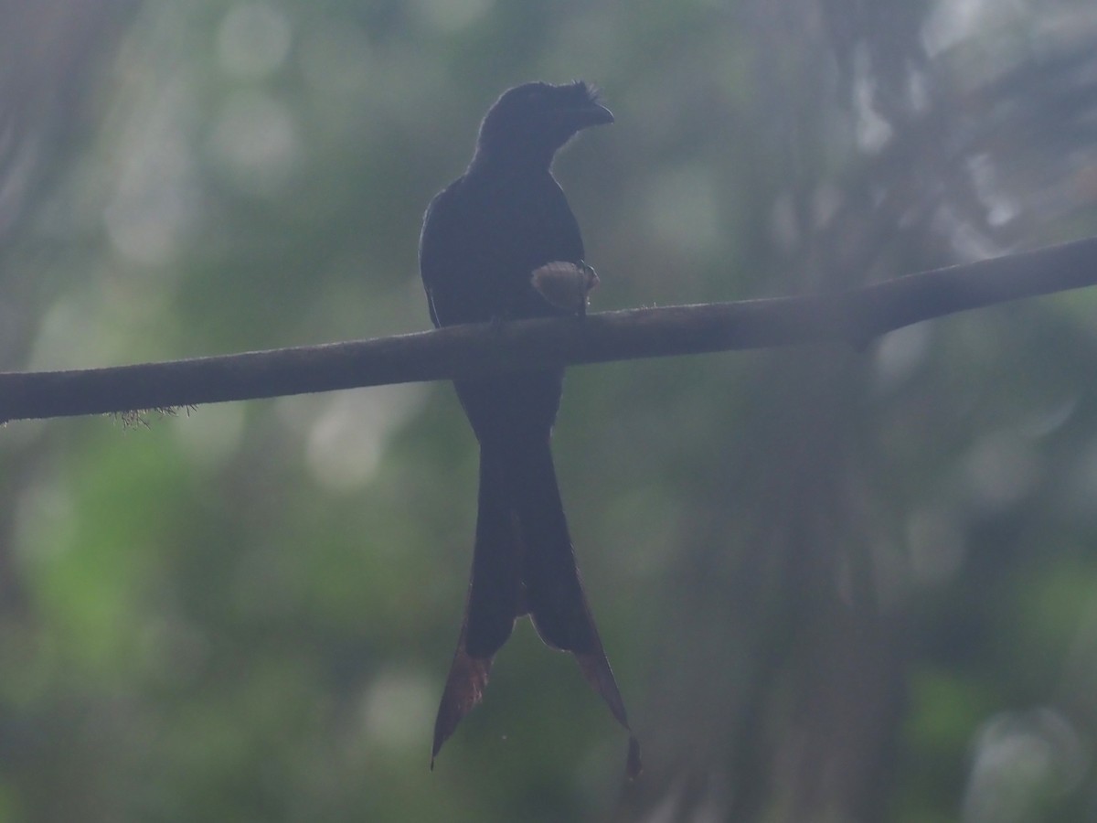 Sri Lanka Drongo - ML640553971