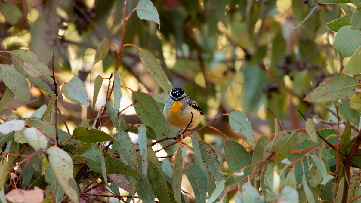 Spotted Pardalote - ML640553986