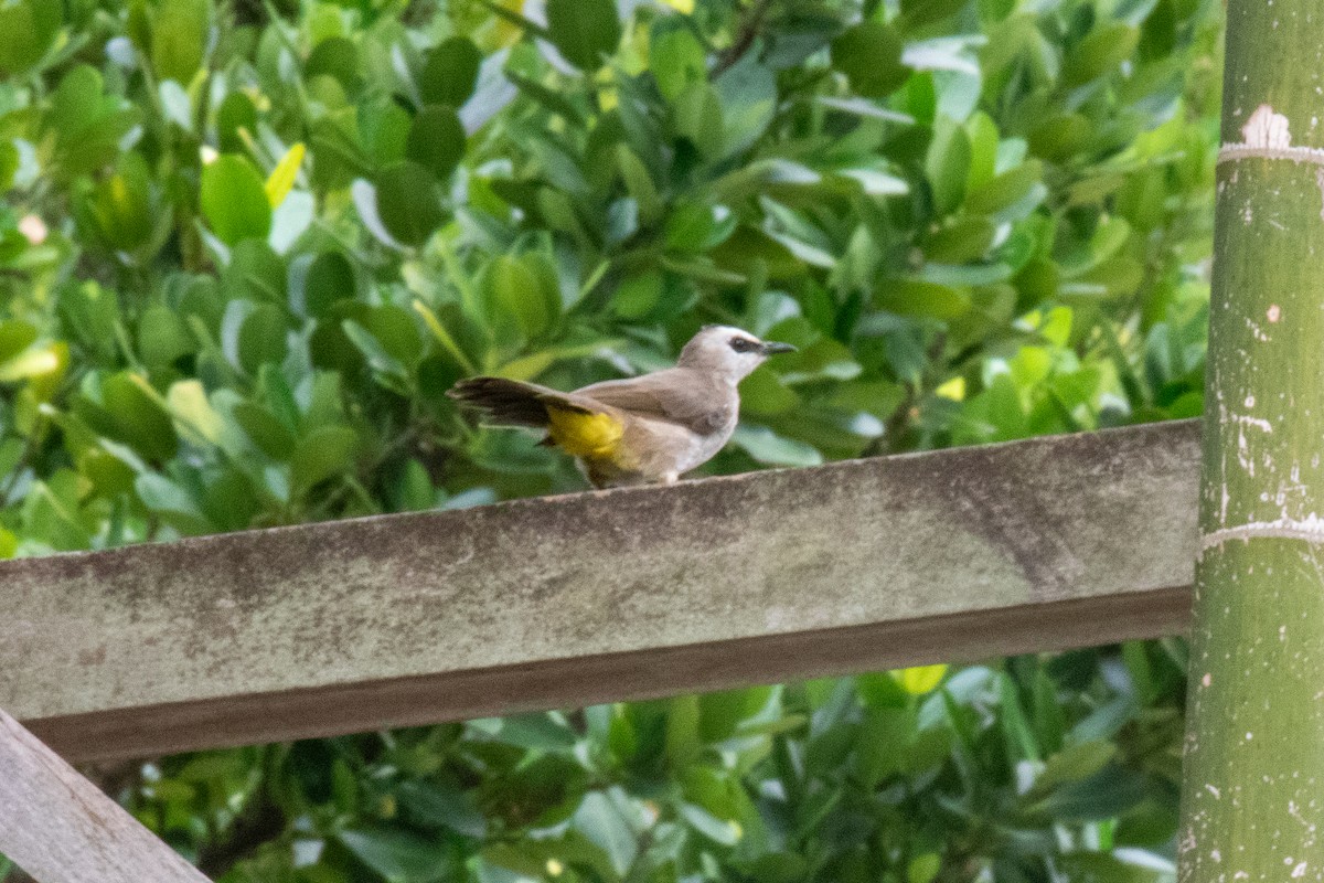 Yellow-vented Bulbul - ML640553998