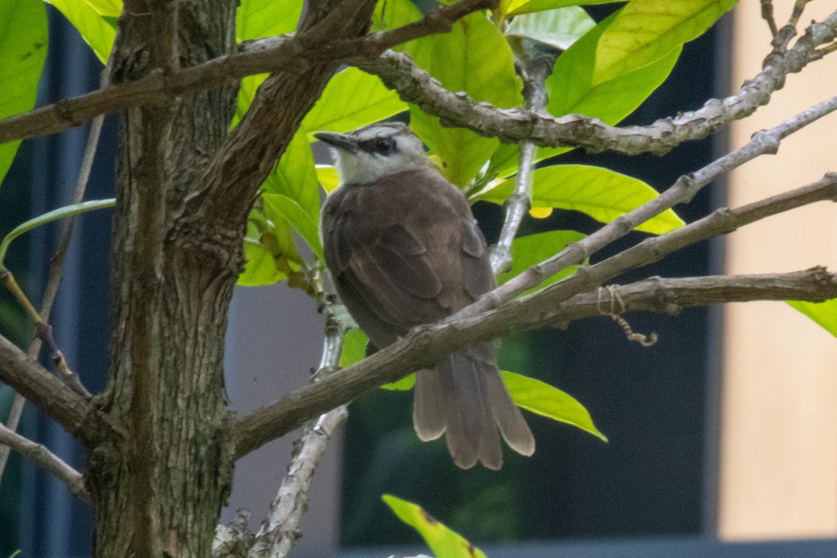Yellow-vented Bulbul - ML640553999