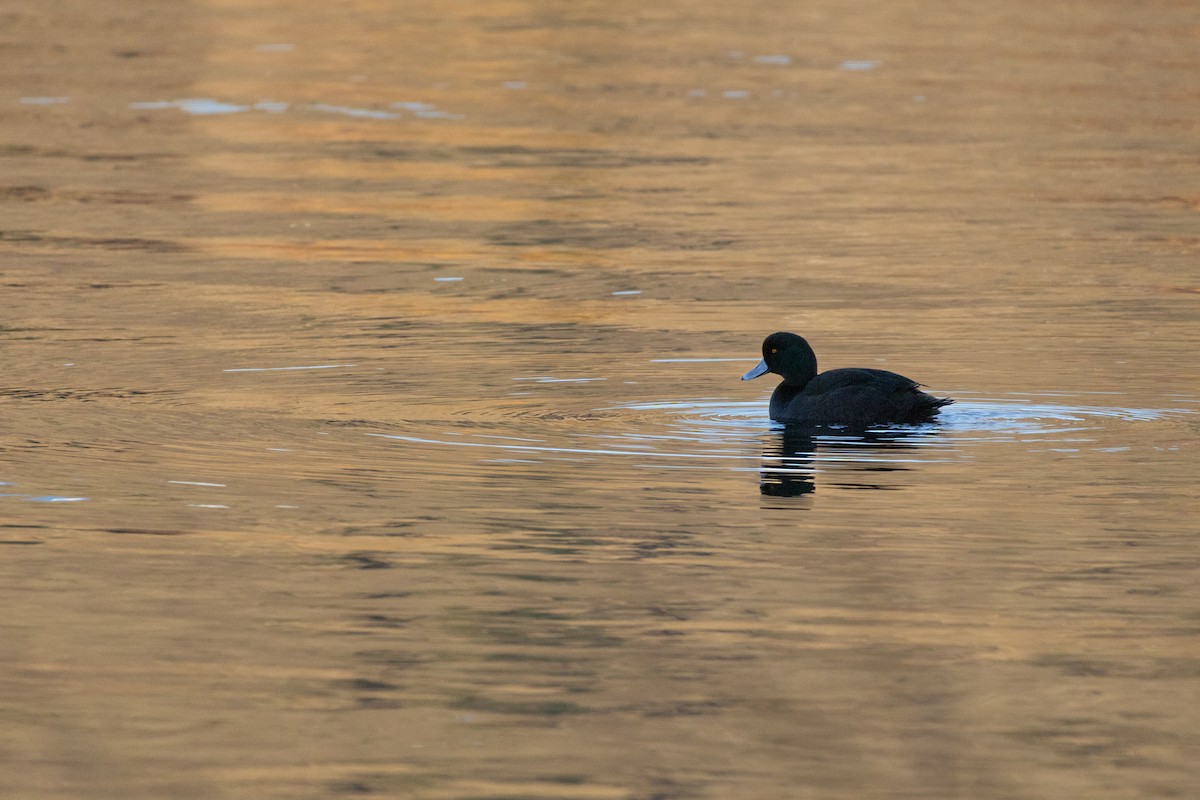 New Zealand Scaup - ML640554037