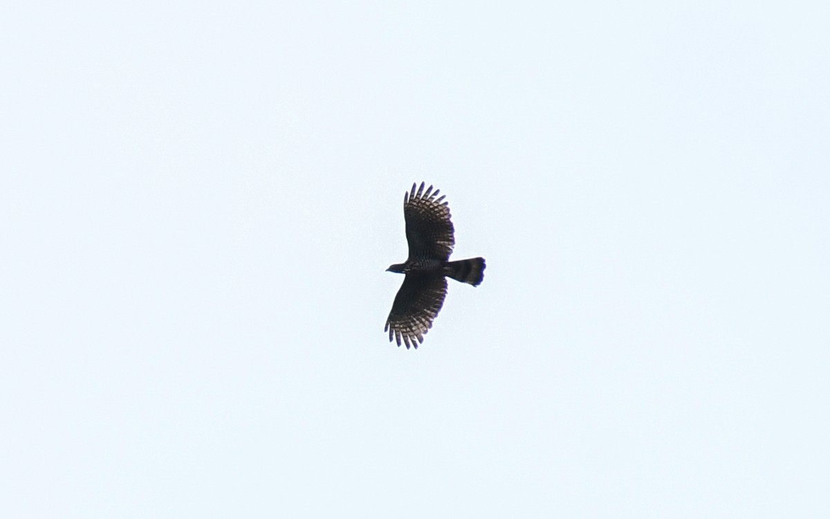 Sulawesi Honey-buzzard - ML640554081
