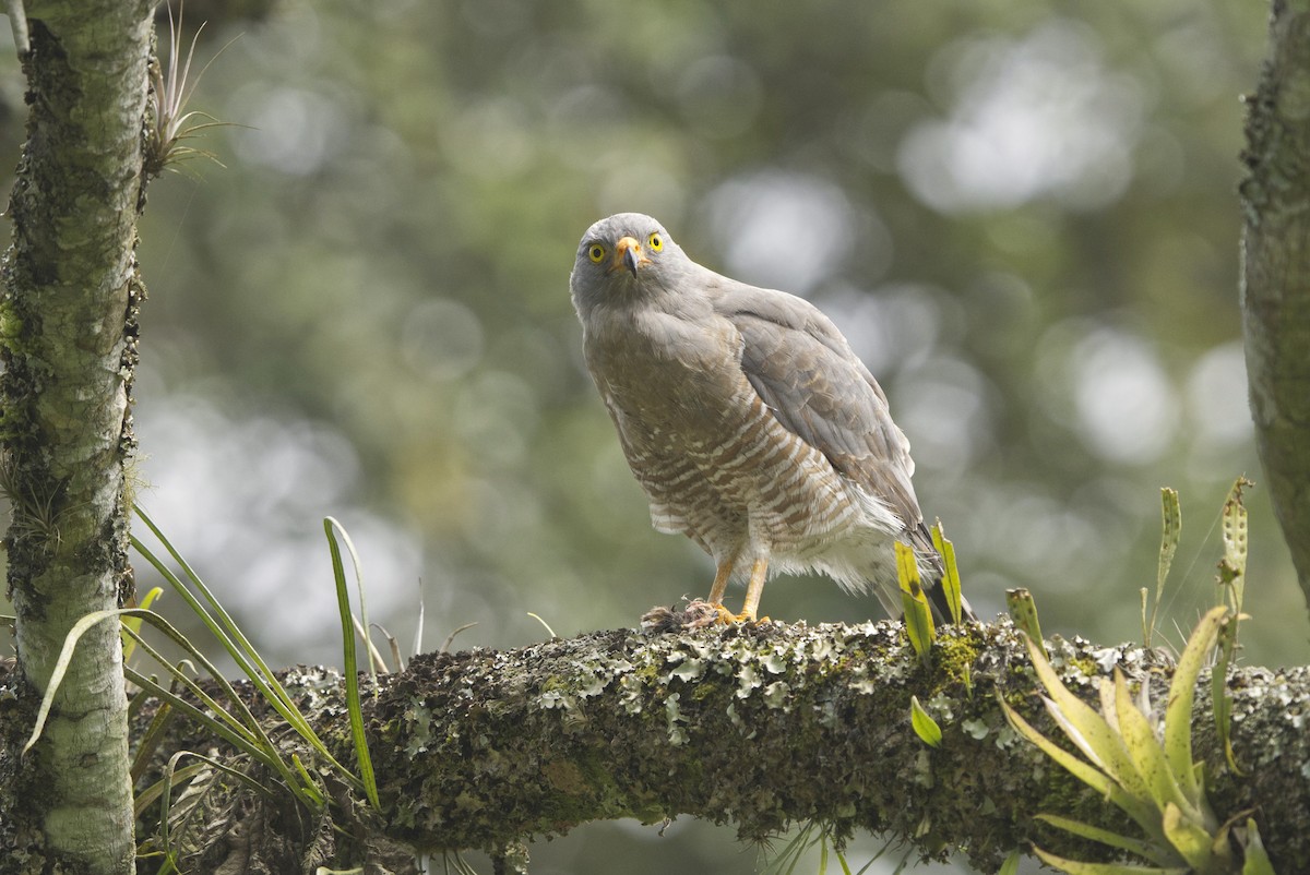 Roadside Hawk - ML640554133