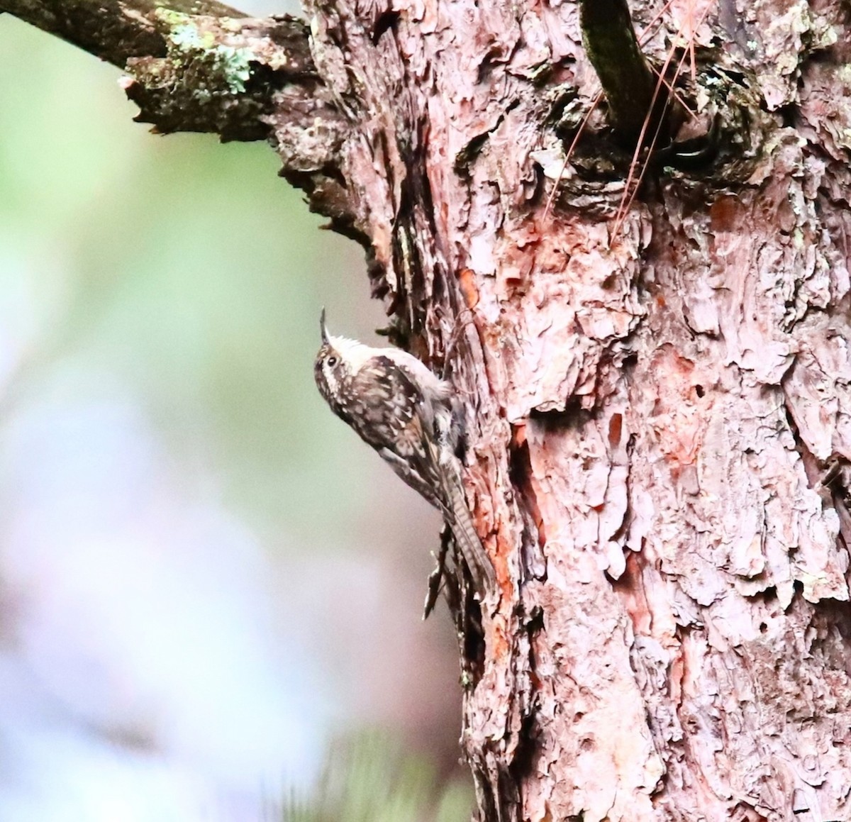 Bar-tailed Treecreeper - ML640554134