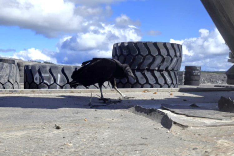 Black Vulture - ML640554173