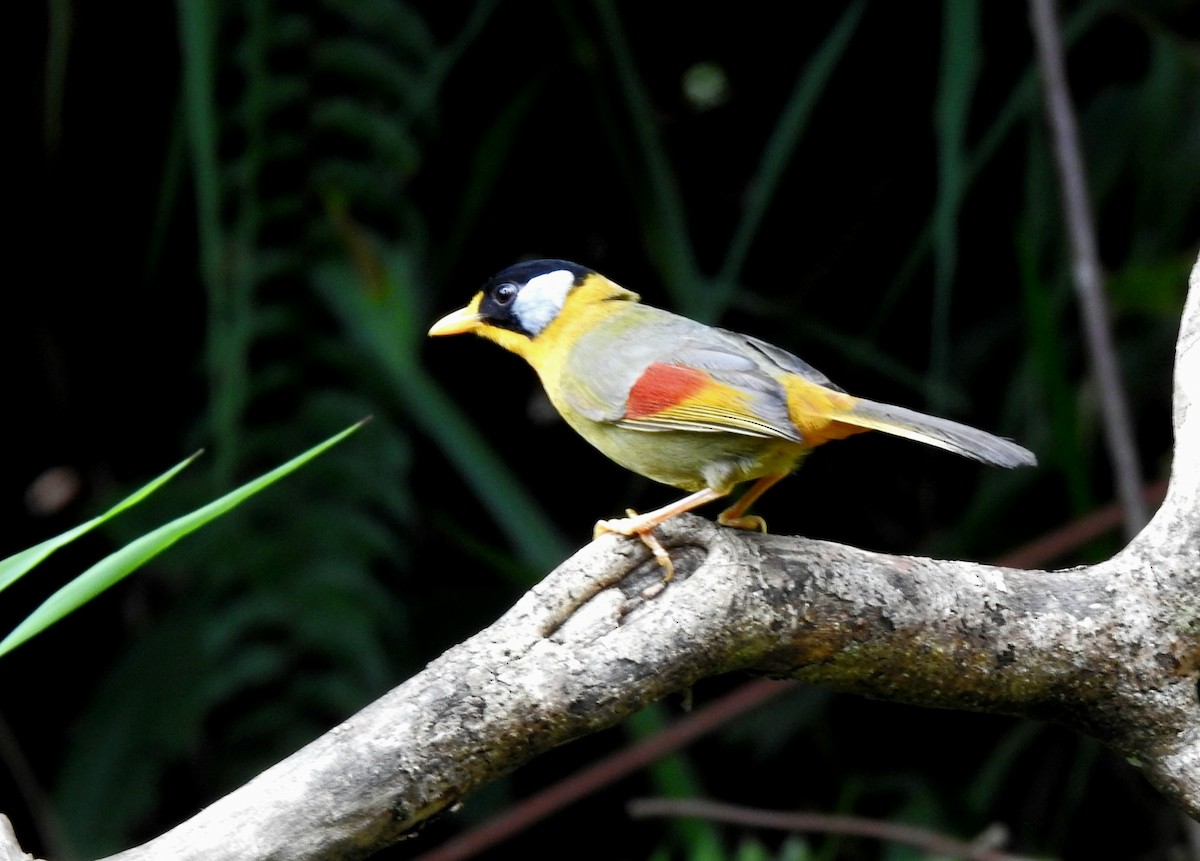 Silver-eared Mesia - ML640554183