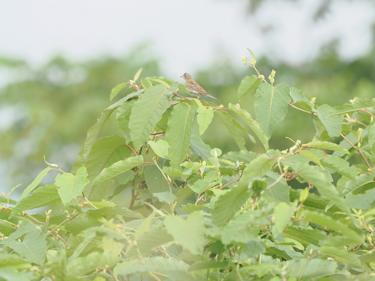 Masked Bunting - ML640554184