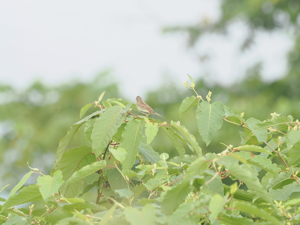 Masked Bunting - ML640554185