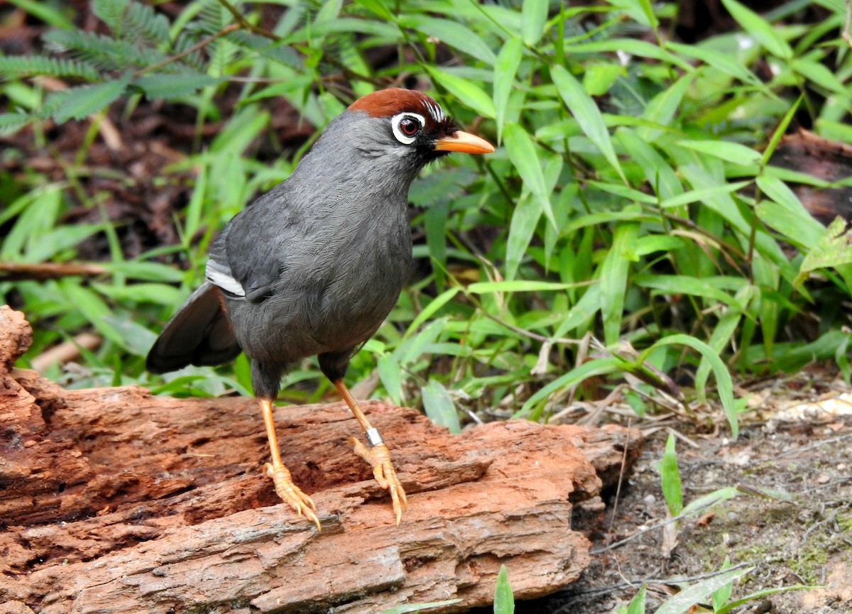 Chestnut-capped Laughingthrush - ML640554186