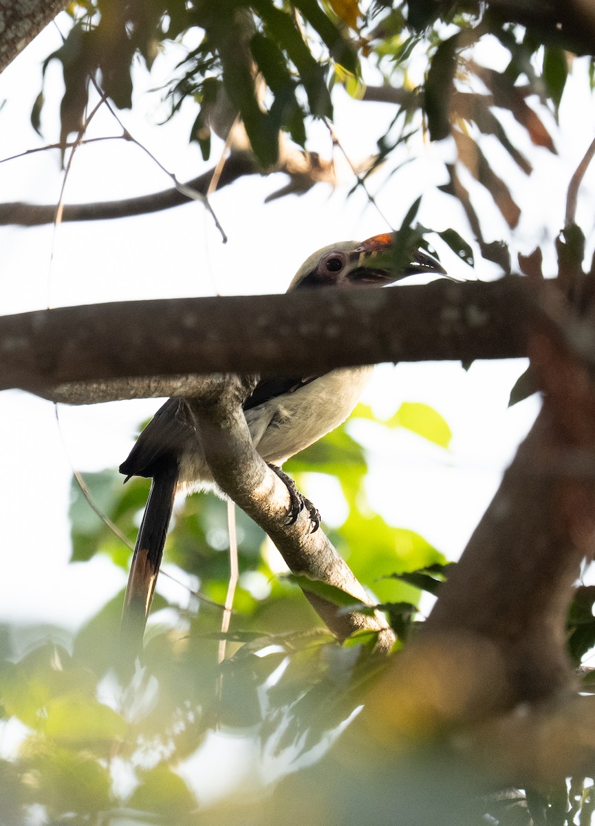 Luzon Hornbill - ML640554199