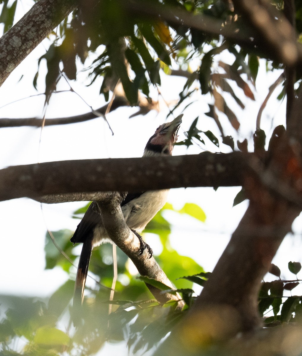 Luzon Hornbill - ML640554200