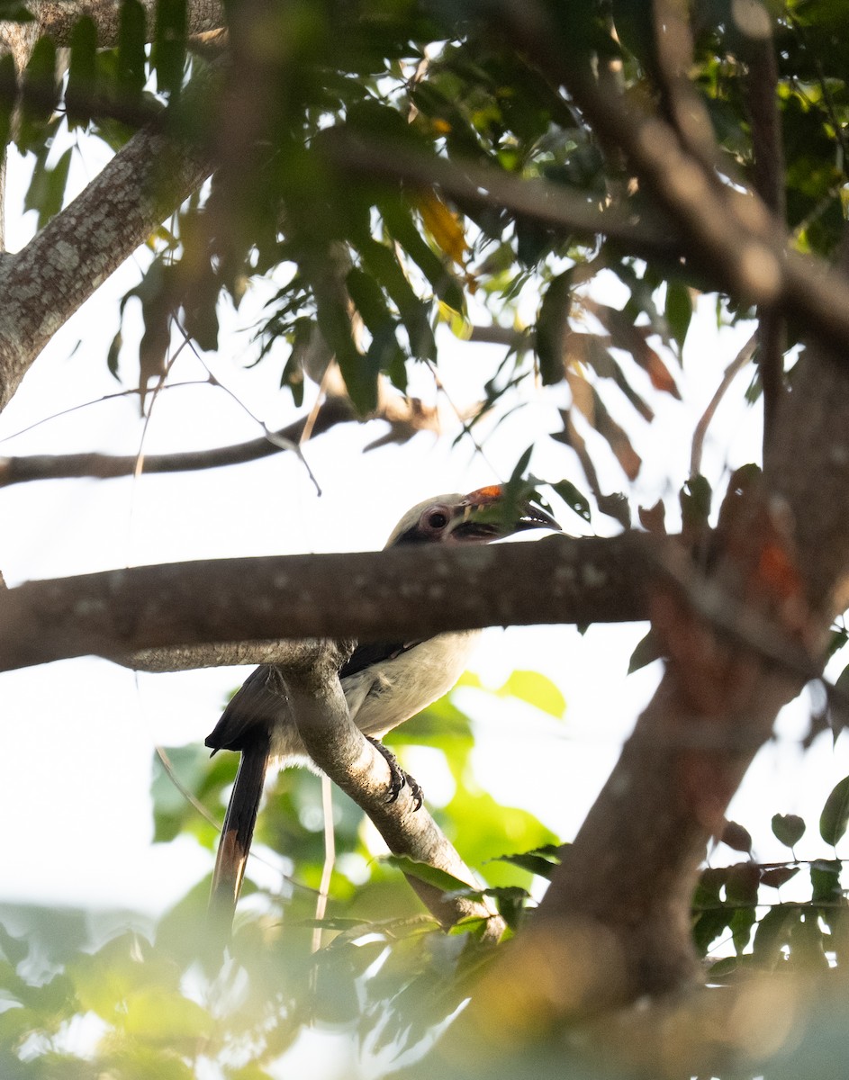 Luzon Hornbill - ML640554201