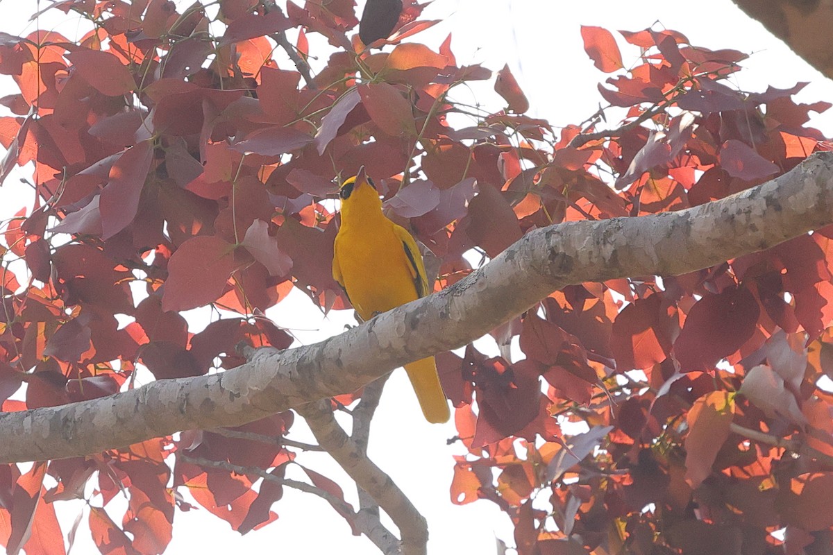 African Golden Oriole - ML640554214