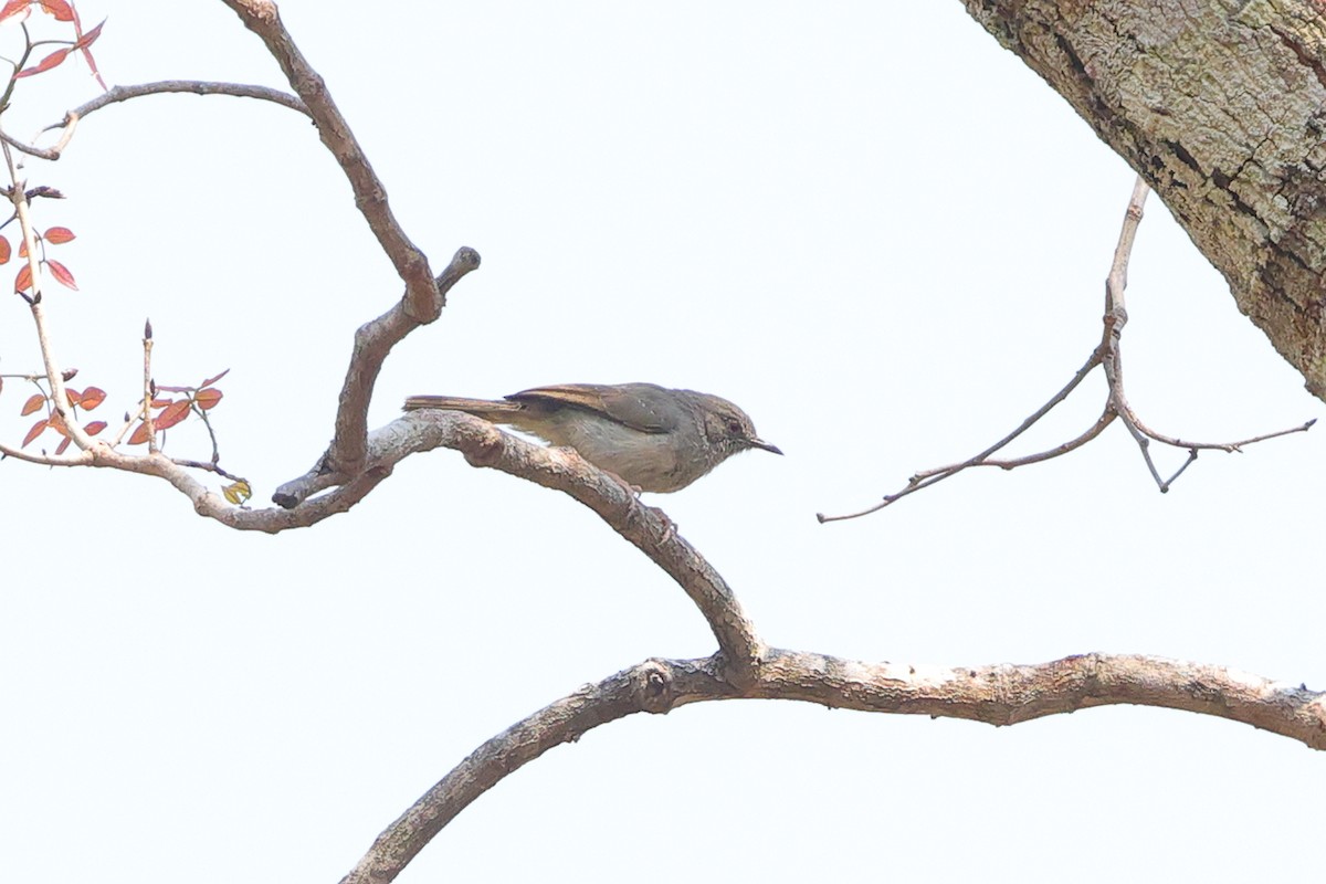 Miombo Wren-Warbler - ML640554221