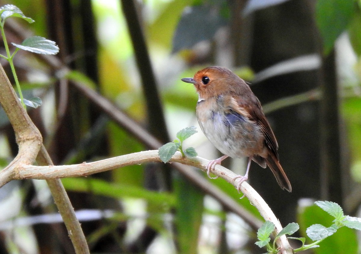 Rufous-browed Flycatcher - ML640554225
