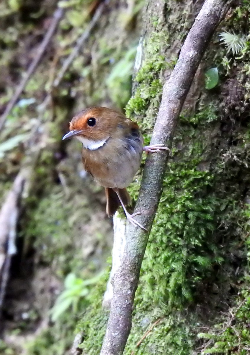 Rufous-browed Flycatcher - ML640554226