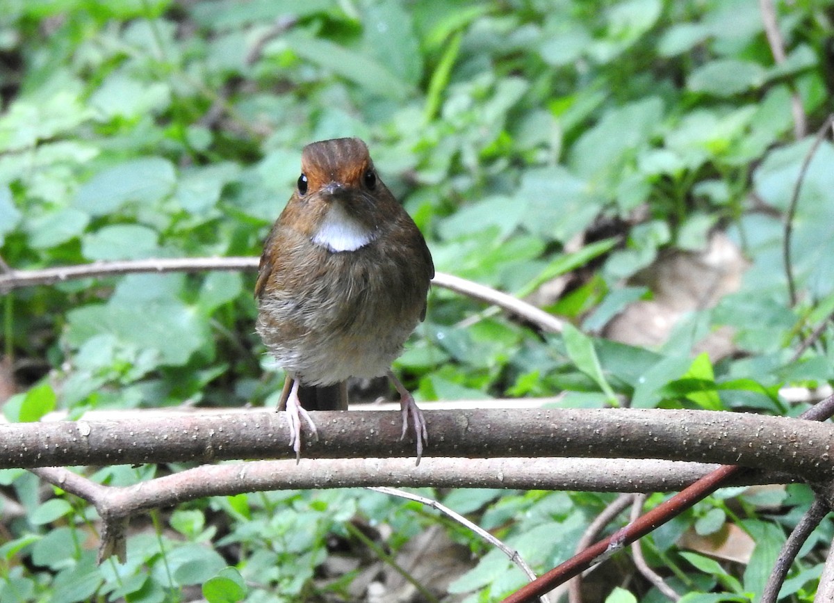 Rufous-browed Flycatcher - ML640554227